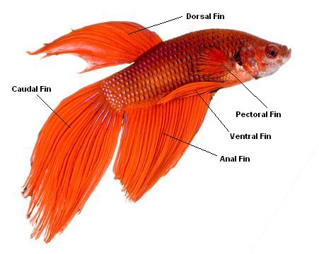 Betta Fish Fin Diagram